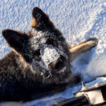 Un chien berger allemand profite de la neige en Laponie suédoise