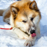 Portrait d'un chien de traineau en Laponie, Suède