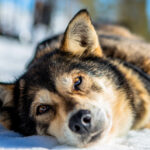 Portrait d'un chien de traineau en Laponie, Suède