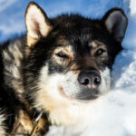 Portrait d'un chien de traineau en Laponie, Suède