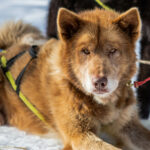 Portrait d'un chien de traineau en Laponie, Suède