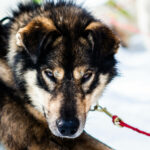 Portrait d'un chien de traineau en Laponie, Suède