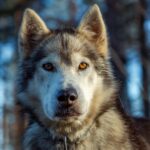 Portrait d'un chien de traineau en Laponie, Suède