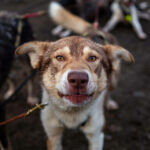 Portrait d'un chien de traineau en Laponie, Suède