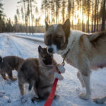 Portrait d'un chien de traineau en Laponie, Suède