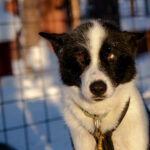 Portrait d'un chien de traineau en Laponie, Suède