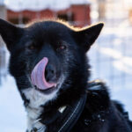 Portrait d'un chien de traineau en Laponie, Suède