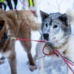 Portrait d'un chien de traineau en Laponie, Suède