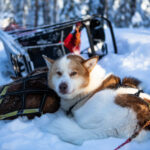 Portrait d'un chien de traineau en Laponie, Suède