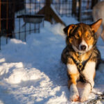 Portrait d'un chien de traineau en Laponie, Suède