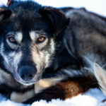 Portrait d'un chien de traineau en Laponie, Suède