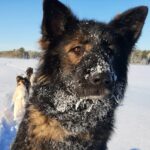 Portrait d'un chien de traineau en Laponie, Suède