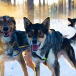 Portrait d'un chien de traineau en Laponie, Suède