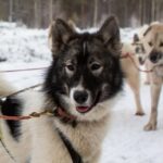 Portrait d'un chien de traineau en Laponie, Suède