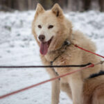 Portrait d'un chien de traineau en Laponie, Suède