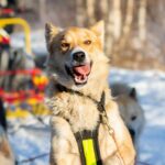 Portrait d'un chien de traineau en Laponie, Suède