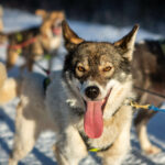 Portrait d'un chien de traineau en Laponie, Suède