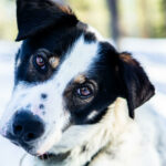 Portrait d'un chien de traineau en Laponie, Suède