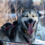 Portrait d'un chien de traineau en Laponie, Suède