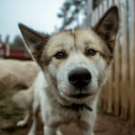 Portrait d'un chien de traineau en Laponie, Suède