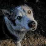 Portrait d'un chien de traineau en Laponie, Suède