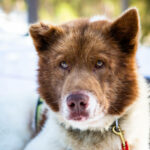 Portrait d'un chien de traineau en Laponie, Suède