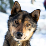 Portrait d'un chien de traineau en Laponie, Suède