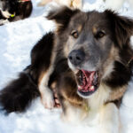 Portrait d'un chien de traineau en Laponie, Suède