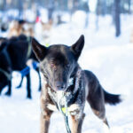 Une petite alaskan husky en Laponie suédoise