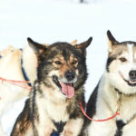 Chiens de tête à l'attelage en Laponie