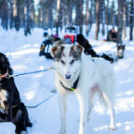 Alaskan husky en pause durant une sortie en chien de traineau en laponie