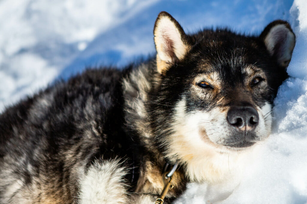 Un chien de traîneau en pleine sieste dans la neige en Laponie