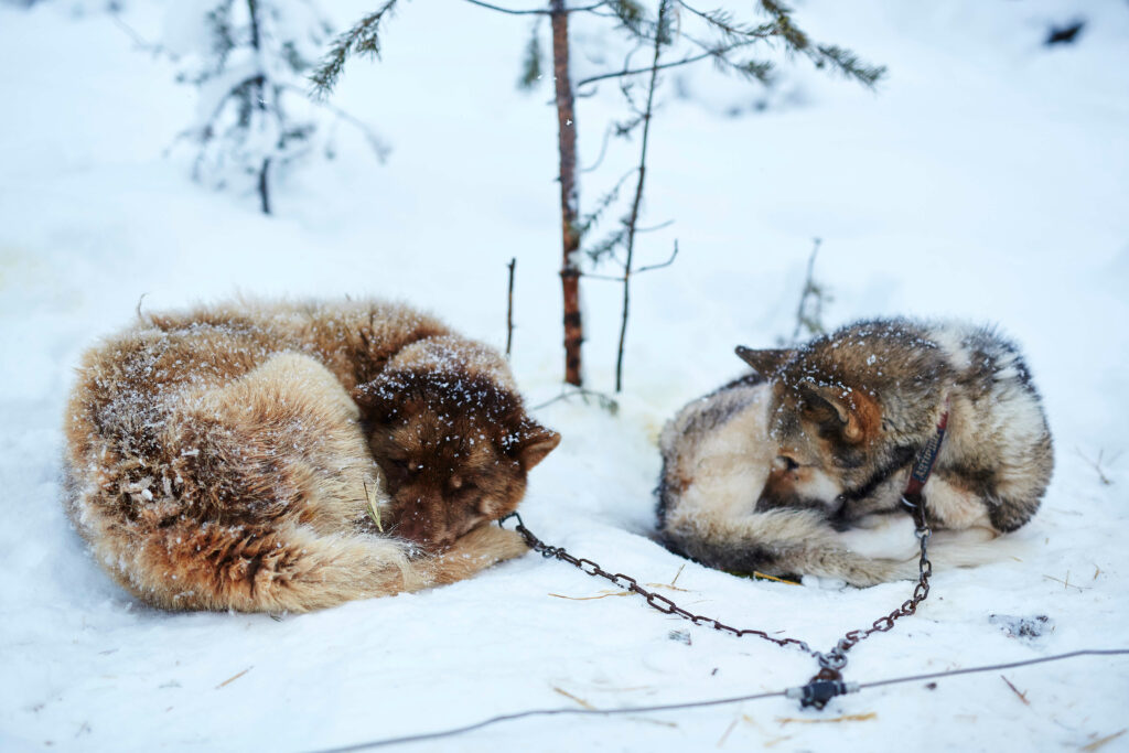 Deux chiens de trâineau dorment en boule sur la neige en Laponie
