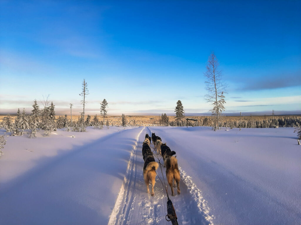 Attelage de chiens de traîneau en Laponie suédoise