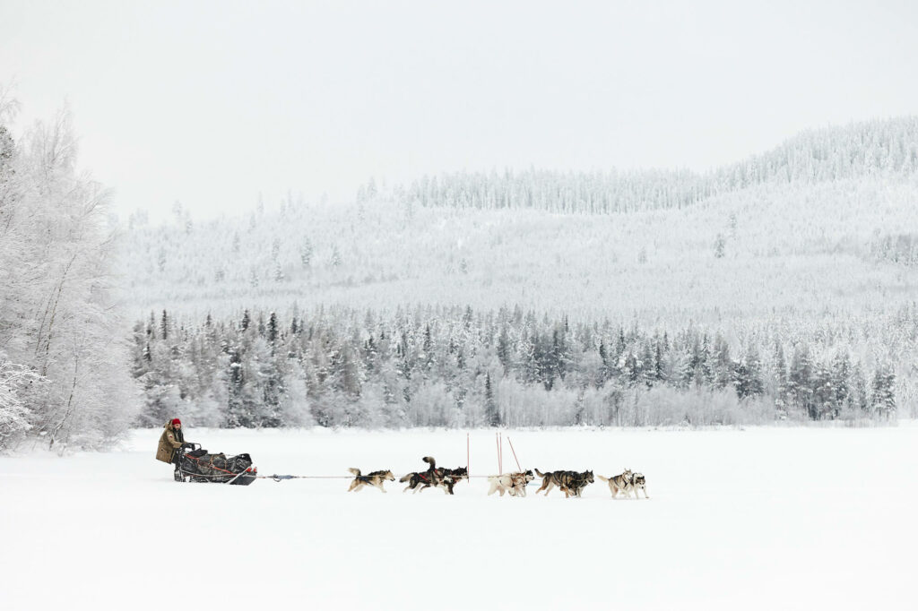Attelage de chiens de trâineau en laponie, Suède
