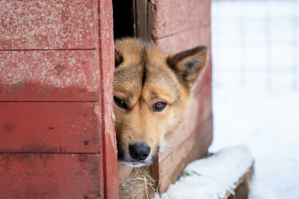 Un chien de traîneau se repose dans sa niche en Laponie suédoise