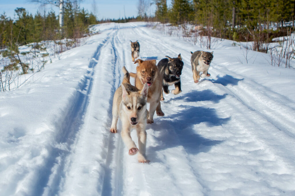 Cinq chiots Alaskan Husky courent dans la neige en Suède