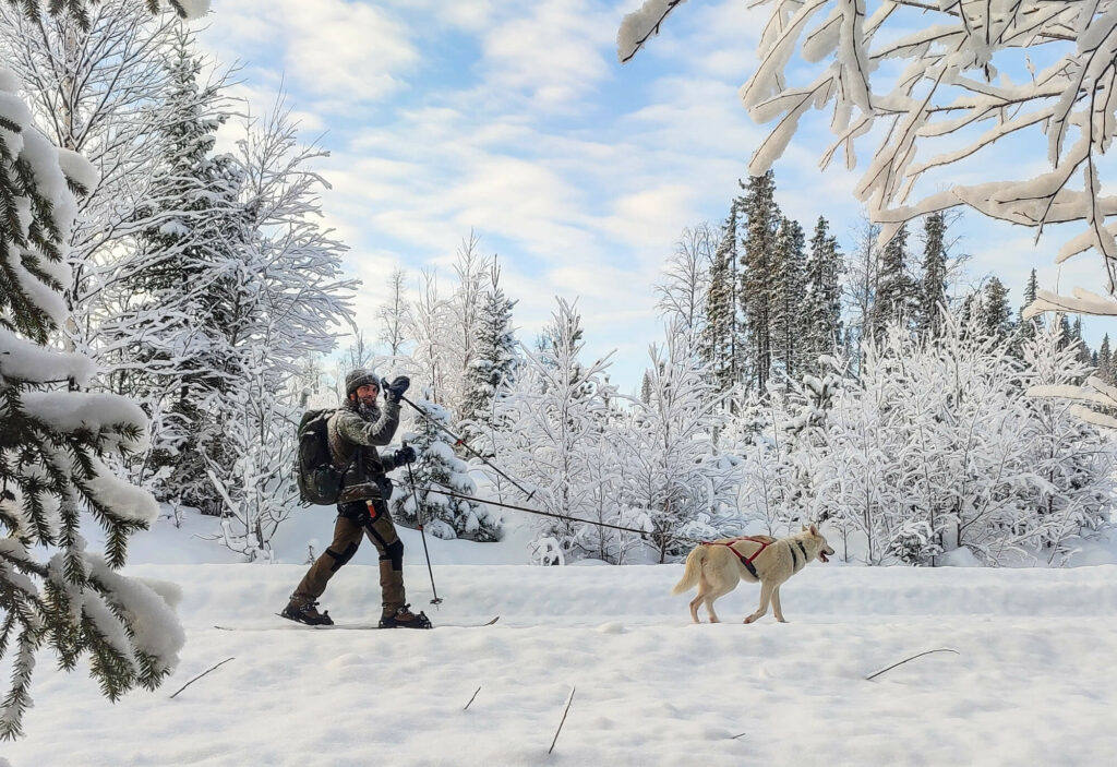 Un guide et son chien en cani rando en laponie suédoise