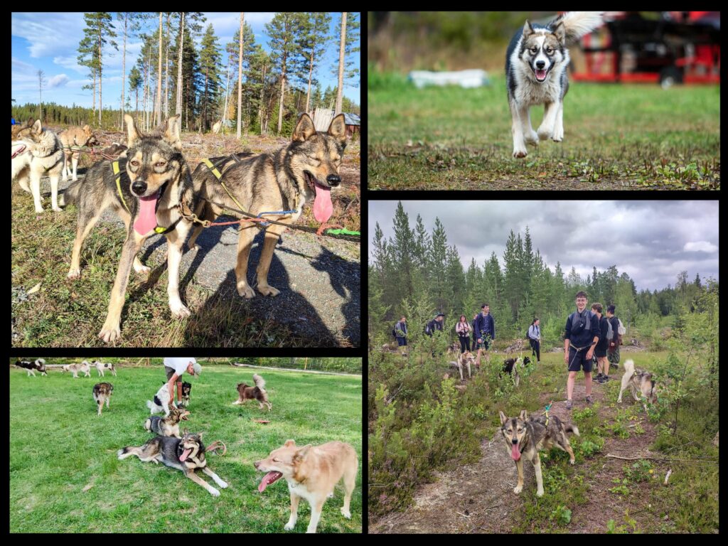 Phots montrant des chiens de traineau l'été, en balade ou en cani rando en Laponie suédoise