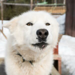 Portrait d'un chien de traineau en Suède