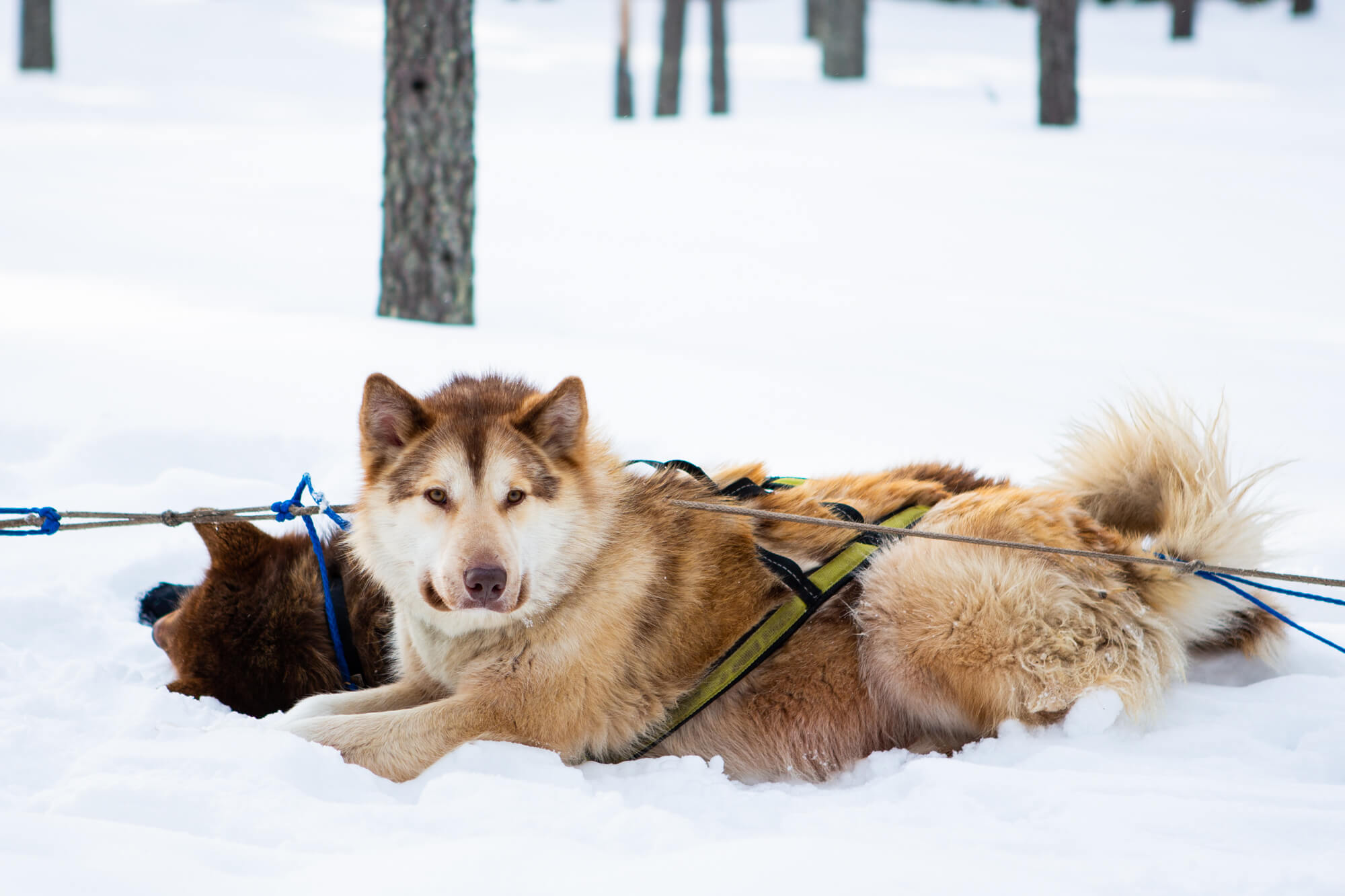 Un chien de traineau à l'attelage en Laponie, Suède