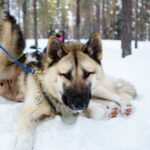 Un chien de traineau se repose dans la neige