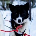 Portrait de Bonnie, un chien de traineau