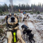 Un chien de traineau prend un selfie avec son équipe