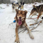 Un alaskan husky au grand sourire