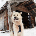 Un chien de traineau pause devant une cabane en bois en Laponie