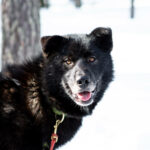 Portrait d'un chien de traineau