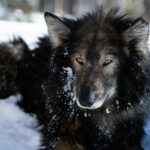 Portrait d'un alaska husky dans la neige