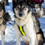 Portrait d'un chien de traineau en laponie