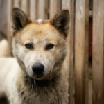 Portrait d'un alaskan husky